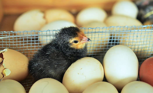 pollito negro, pollitos, huevo, tramado, cáscara de huevo, pollo, cáscara, animal joven, escotilla, raza, aves de corral, pollos, animal, pájaro, pollo - pájaro, comida, huevo de animal, granja, amarillo, temas de animales, pájaro joven, animales domesticos, vertebrado, mascotas, nacional, mamífero, nadie, pollito, de cerca, ganado, centrarse en primer plano, comida y bebida, un animal, envase, 4K, CC0, dominio público, libre de derechos