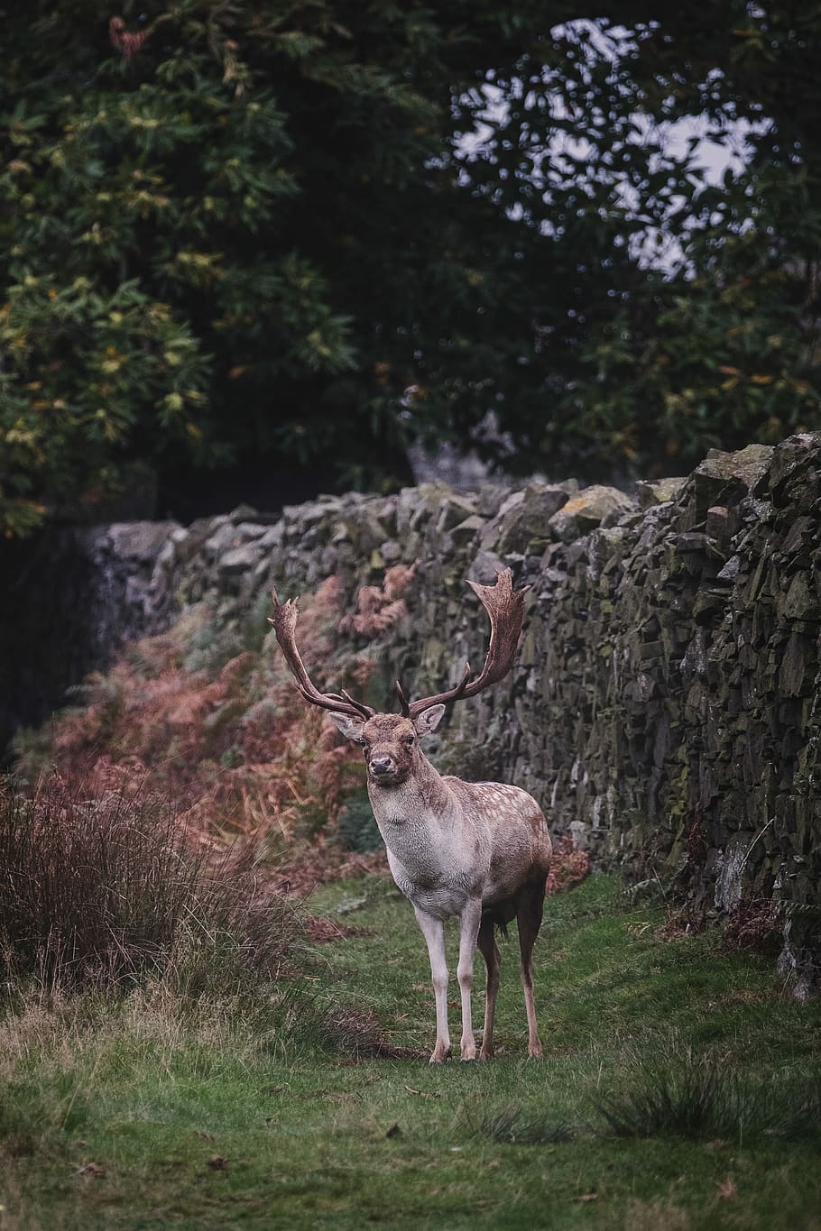 cérvol, paret de roca, marró, alces, de peu, gris, concret, paret, pedra, rens, fauna animal, arbre, mamífer, temes d'animals, planta, animals a la natura, terra, animal, camp, naturalesa, un animal, vertebrats, cornamenta, herba, dia, bosc, animals domèstics, cap gent, herbívors, a l'aire lliure, 4K