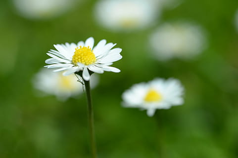 daisy, makro, forår, hvid, vilde blomster, blomstrende plante, blomst, friskhed, sårbarhed, skrøbelighed, plante, skønhed i naturen, vækst, hvid farve, tæt på, kronblad, blomsterhoved, blomsterstand, natur, plantestamme, fokus på forgrunden, ingen mennesker, dag, selektiv fokusering, pollen, udendørs, blødhed, 4K, CC0, offentligt domæne, royaltyfrie