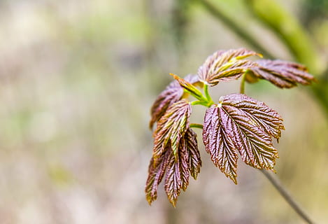 spring, bloom, chestnut, tree, nature, young, brown, leaves, leaflets, bud, blossom, red, close-up, plant, focus on foreground, beauty in nature, no people, growth, vulnerability, fragility, plant part, leaf, day, flower, selective focus, outdoors, freshness, branch, flowering plant, springtime, wilted plant, coniferous tree, 4K, CC0, public domain, royalty free