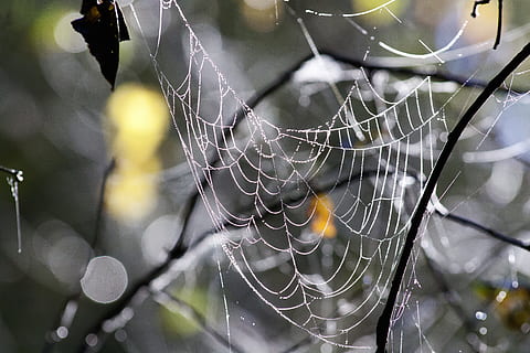 Nahansicht, Foto, Spinnennetz, Wald, Herbst, Netzwerk, Natur, schließen, Spinnennetze, Zerbrechlichkeit, Fokus auf den Vordergrund, Verletzlichkeit, keine Leute, Spinnentier, Tierthemen, Tier, Spinne, wirbellos, Gliederfüßer, Tag, draußen, nass, Schönheit in der Natur, Muster, ein Tier, fallen, Komplexität, Netz, 4K, CC0, gemeinfrei, lizenzfrei