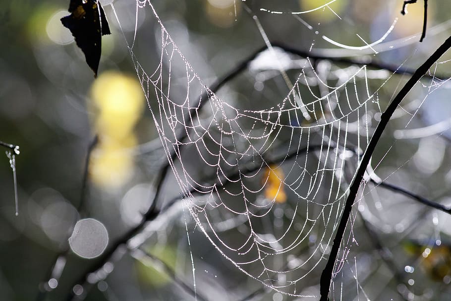Nahansicht, Foto, Spinnennetz, Wald, Herbst, Netzwerk, Natur, schließen, Spinnennetze, Zerbrechlichkeit, Fokus auf den Vordergrund, Verletzlichkeit, keine Leute, Spinnentier, Tierthemen, Tier, Spinne, wirbellos, Gliederfüßer, Tag, draußen, nass, Schönheit in der Natur, Muster, ein Tier, fallen, Komplexität, Netz, 4K