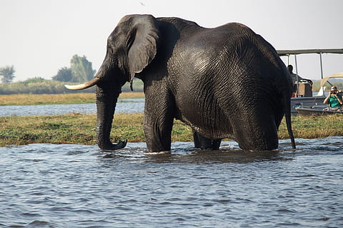 slon, tělo, voda, loď, botswana, chobe, řeka, zvíře, zvířat, boční pohled, slon africký, zvířata ve volné přírodě, safari zvířata, destinace, savec, nábřeží, den, Příroda, jednoho zvířete, část těla zvířete, obratlovců, nikdo, stojící, zvířecí kmen, venku, býložravý, 4K, CC0, veřejná doména, bez autorských práv
