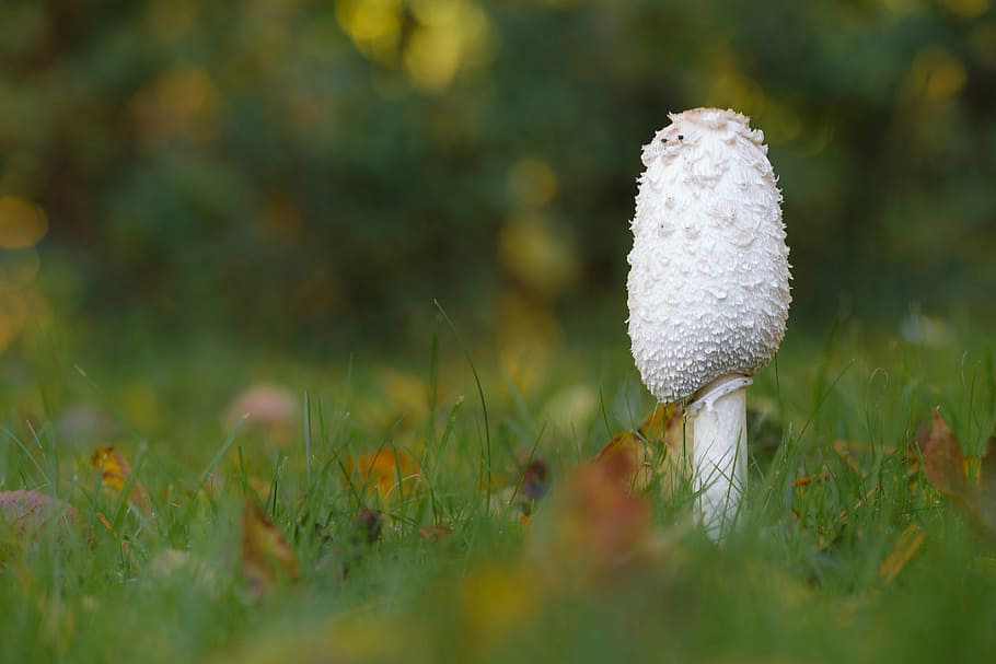 gąbka, trawa, makro, jesień, odchodzi, pory roku się zmieniają, naturalny, zabarwienie, jesienne liście, wzrost, Natura, piękno natury, Grzyb, pole, roślina, na dworze, dzień, selektywne skupienie, wylądować, warzywo, zielony kolor, zbliżenie, jedzenie, żadnych ludzi, świeżość, kruchość, biały kolor, wrażliwość, muchomor, poziom powierzchni, 5K