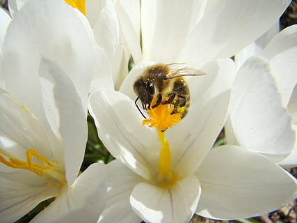 Biene, Insekt, Frühling, Blume, blühende Pflanze, Blütenblatt, Frische, Zerbrechlichkeit, Schönheit in der Natur, Tierthemen, Tier, Verletzlichkeit, Tiere in freier Wildbahn, Blütenkopf, Tierwelt, wirbellos, Pflanze, Wachstum, weiße Farbe, ein Tier, Pollen, Bestäubung, keine Leute, 2K, CC0, gemeinfrei, lizenzfrei