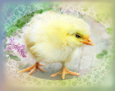 Pasqua, pollet, bonic, esponjós, primavera, mapa, disseny, flor, verd, alegre, flor de color porpra, targeta de felicitació, il·lustració, nens, dolç, festa, suau, nova vida, ocell, temes d'animals, animals domèstics, pollastre - ocell, bestiar, animal, ocell jove, vertebrats, groc, mascotes, pollastre infantil, nacional, un animal, animal jove, primer pla, cap gent, naturalesa, mamífer, planta amb flors, bec, vista del perfil, 2K, CC0, domini públic, lliure de regalies
