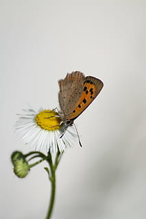 papallona, macro, insectes, insecte, flor, ala dels animals, papallona - insecte, invertebrat, temes d'animals, bellesa a la natura, fauna animal, animal, planta amb flors, fragilitat, planta, vulnerabilitat, un animal, animals a la natura, primer pla, tir de l'estudi, cap gent, còpia espai, pètal, cap de flor, polinització, 5K, CC0, domini públic, lliure de regalies