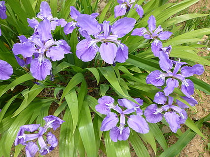 iris, flors, blau, violeta, blau, violeta, pètals, verd, fulles, frondós, plantes, floral, floració, ornamentals, decoratiu, porpra, jardins, jardineria, bouquet, Ram de flors, branques, tiges, primavera, brillant, fresc, florint, natural, creixent, creixement, salvatge, densa, flor, naturalesa, planta, color verd, estiu, bellesa a la natura, a l'aire lliure, llit de flors, cap de flor, planta amb flors, vulnerabilitat, frescor, fragilitat, pètal, primer pla, inflorescència, full, part de la planta, botànica, dia, cap gent, 4K, CC0, domini públic, lliure de regalies