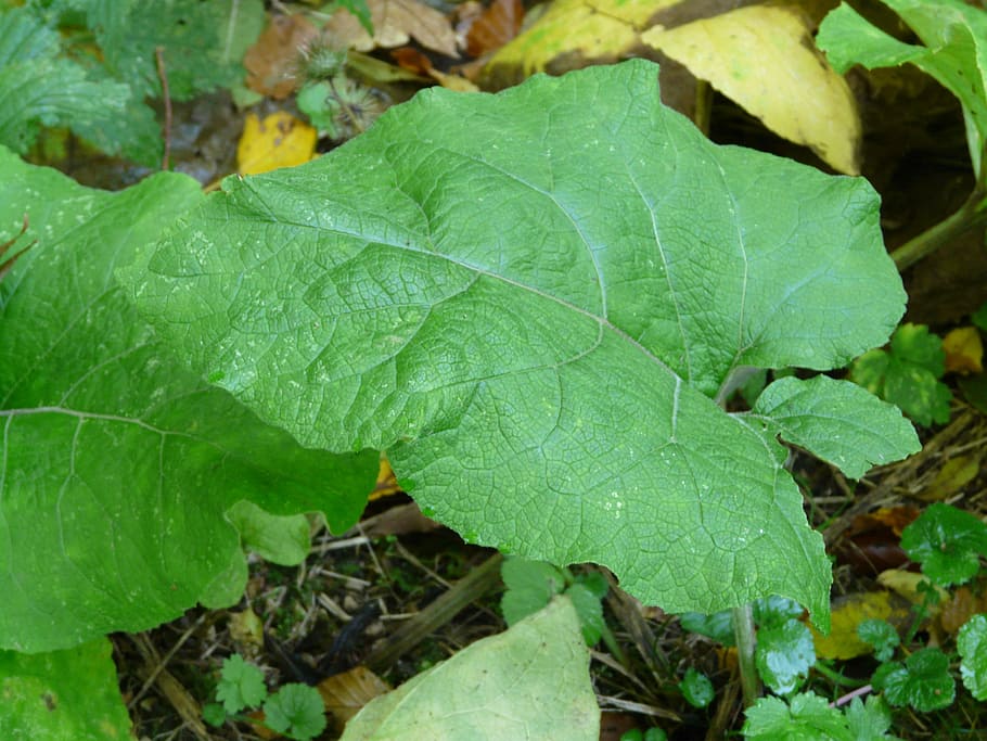 bardana, full, gran bardana, gran, verd, tardor, arctium lappa, floració, composites, asteràcies, planta medicinal, planta de medicaments populars, color verd, naturalesa, primer pla, dia, cap gent, part de la planta, creixement, planta, bellesa a la natura, vena de la fulla, vista d’angle alt, a l'aire lliure, terra, camp, centrar-se en primer pla, humit, aigua, tirar, frescor, fulles, rosada, 2K