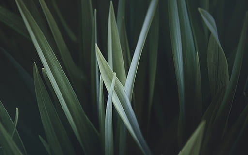 blisko, zdjęcie, Zielony, liniowy, zbliżenie, fotografia, trawa, odchodzi, greem, wzór, tekstura, Natura, tła, zielony kolor, świeżość, roślina, abstrakcyjny, wzrost, liść, żadnych ludzi, piękno natury, część rośliny, pełna ramka, spokój, selektywne skupienie, dzień, źdźbło trawy, na dworze, wylądować, skupić się na pierwszym planie, bambus - roślina, 2K, CC0, domena publiczna, darmowe zdjęcia