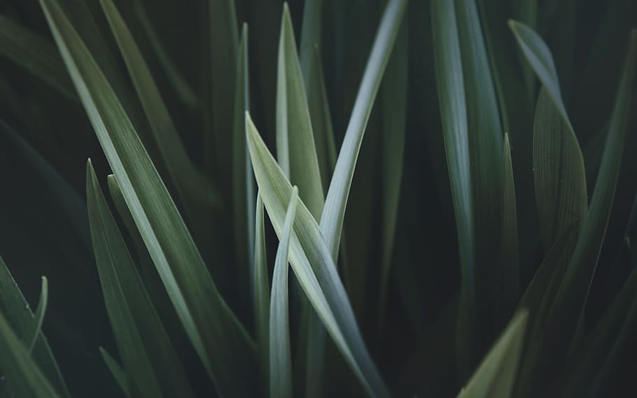 vicino, foto, verde, lineare, avvicinamento, fotografia, erba, le foglie, greem, modello, struttura, natura, sfondi, colore verde, freschezza, pianta, astratto, crescita, foglia, nessuno, bellezza nella natura, parte vegetale, fotogramma intero, la tranquillità, messa a fuoco selettiva, giorno, filo d'erba, all'aperto, terra, concentrarsi sulle conoscenze acquisite, bambù - pianta, 2K