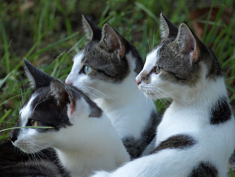 Nahansicht, Foto, drei, weißgraue Katzen, Katzen, Haustiere, Gruppe, Ohren, Gras, warnen, süß, flauschige, Tiere, jung, neugierig, Tier, Tierthemen, Gruppe von Tieren, Säugetier, inländisch, zwei tiere, Katze, katzenartig, Hauskatze, Wirbeltier, keine Leute, Zusammengehörigkeit, Whisker, Fokus auf den Vordergrund, Jungtier, Tierfamilie, Tierkopf, 2K