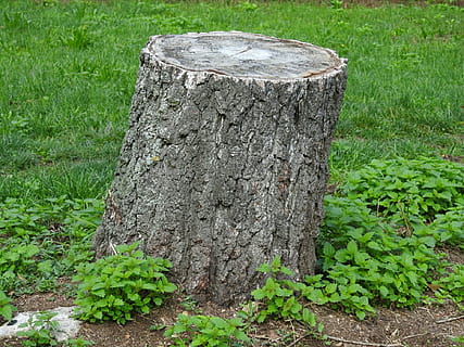 Log, Baumstumpf, berichtet, Natur, Baum, Pflanze, grüne Farbe, Gras, Wachstum, Tag, Land, keine Leute, Feld, Borke, Holz - Material, draußen, Baumstamm, Wald, Kofferraum, Pflanzenteil, Ruhe, Blatt, Holzpfosten, 1080P, CC0, gemeinfrei, lizenzfrei