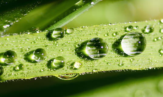rugiada dell'acqua, verde, leafed, pianta, foglia, acqua, rugiada, natura, far cadere, gocce, pioggia, bagnato, macro, erba, le foglie, avvicinamento, goccioline, astratto, goccia di pioggia, fresco, freschezza, flora, gocciolina, vicino, giardino, estate, primavera, naturale, luminosa, vita, ambiente, crescita, liquido, struttura, ambientale, fiorire, ecologia, fogliame, crescere, eco, botanica, bio, design, ecologico, biologico, colore verde, nessuno, parte vegetale, bellezza nella natura, assistenza sanitaria e medicina, purezza, primo piano estremo, filo d'erba, all'aperto, 5K, CC0, dominio pubblico, privo di copyright