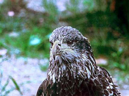Hvidhovedet havørn, ørn, fugl, raptor, umoden, ung, næb, fjer, dyr, dyre temaer, et dyr, rovfugl, hvirveldyr, dyr i naturen, dyreliv, fokus på forgrunden, dyr kropsdel, tæt på, natur, ingen mennesker, ørn - fugl, leder, dag, hawk - bird, dyr hoved, falk - fugl, dyr øje, aggression, 1080P, CC0, offentligt domæne, royaltyfrie