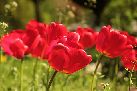 selektif, fotografi fokus, merah, bunga petaled, bunga, tulip, musim semi, matahari, tanaman berbunga, menanam, keindahan di alam, kesegaran, alam, merapatkan, kerapuhan, daun bunga, hal berkembang, bidang, kerentanan, kepala bunga, tanah, pertumbuhan, fokus pada latar depan, tidak ada orang, warna hijau, sinar matahari, bunga tulp, di luar rumah, hamparan bunga, taman hias, 2K, CC0, domain publik, bebas royalti