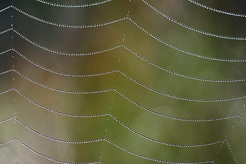 panza de paianjen, picături de apă, fundal, pânză de păianjen, rouă, cădere brusca, picături, macro, aburi, natură, net, model, perle, mătase, păianjen, apă, web, umed, fundaluri, cadru complet, Culoarea verde, texturată, a închide, nici o persoana, celebrare, textil, în interior, decor, zi, temperatura rece, artă și sculptură, tapet, eveniment, culoare alba, iarnă, bijuterii perla, bogat ornamentat, 2K, CC0, domeniu public, fără drepturi de autor