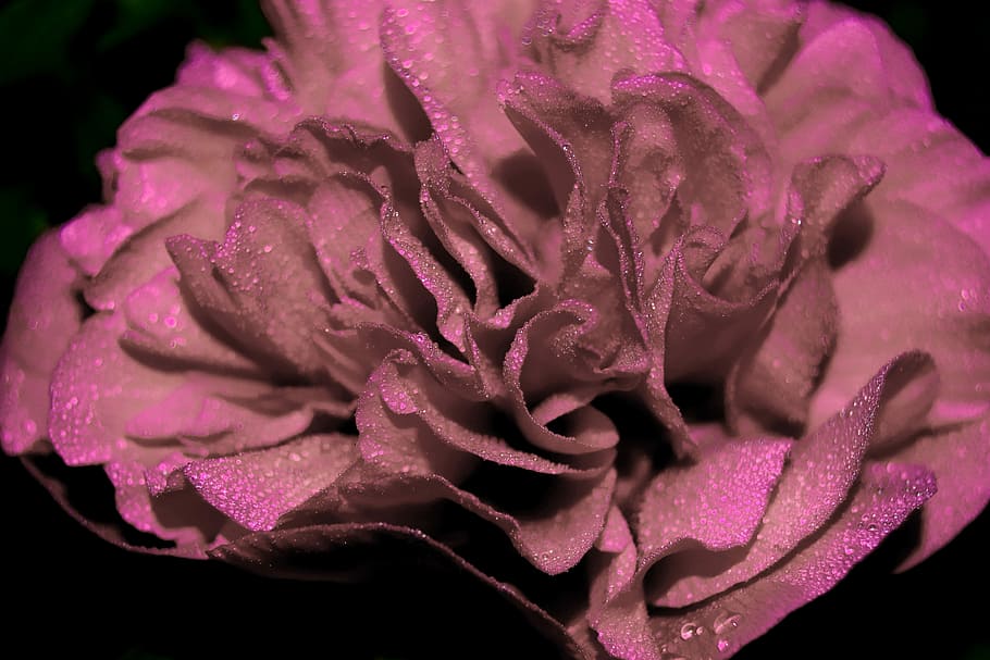 amable, bonic, flor, planta amb flors, frescor, pètal, bellesa a la natura, primer pla, inflorescència, planta, cap de flor, fragilitat, vulnerabilitat, tirar, creixement, color rosa, naturalesa, porpra, cap gent, aigua, humit, fons negre, primavera, pol·len, rosada, suavitat, 5K