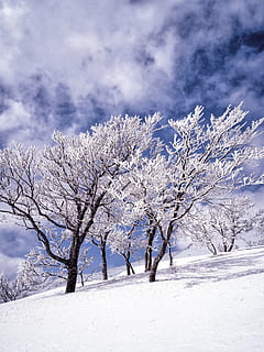 zăpadă, brumă, copaci, nor, cer albastru, shirakami-Sanchi, Japonia, iarnă, temperatura rece, natură, copac, culoare alba, scenics, frumusețe în natură, peisaj, o scenă liniștită, plantă, nor - cer, cer, liniște, scenice - natura, ramură, nici o persoana, zi, acoperire, arbore gol, îngheţat, în aer liber, rece, un munte acoperit de zăpadă, 4K, CC0, domeniu public, fără drepturi de autor