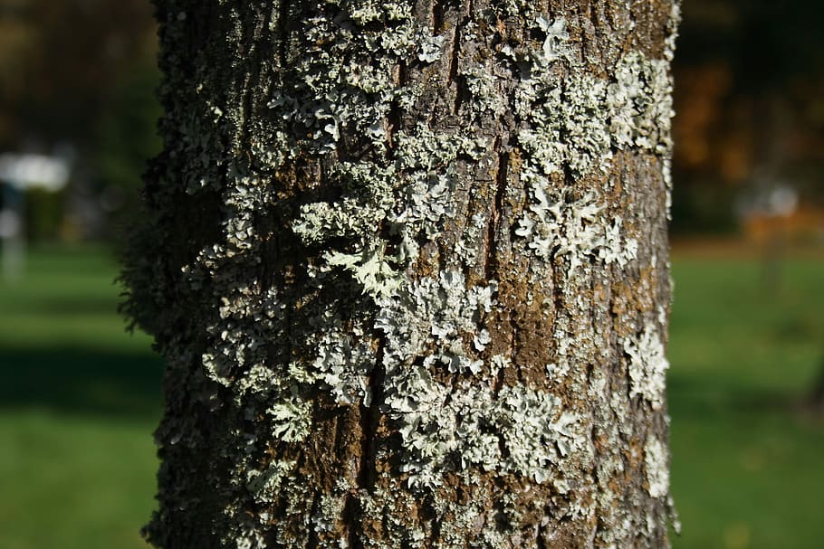 escorça d'arbre, registre, fusta, molsa, arbre, escorça, tardor, tronc de l'arbre, naturalesa, dia, a l'aire lliure, rusc, tronc, centrar-se en primer pla, planta, primer pla, escorça de la planta, creixement, textura, patró, bellesa a la natura, terra, aspre, bosc, cap gent, temes d'animals, liquen, 4K