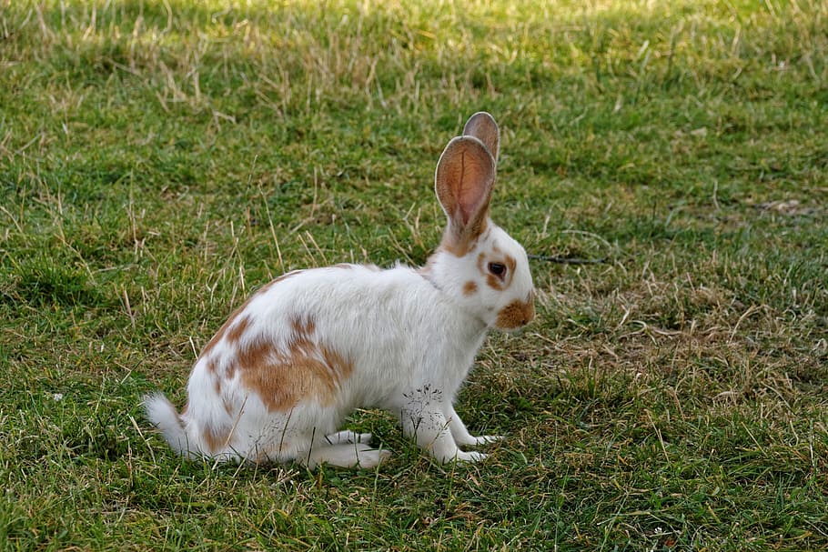hare, siv, Påske hare, dyr, græs, dyre temaer, husdyr, et dyr, kæledyr, plante, pattedyr, indenlandske, Mark, jord, kanin - dyr, hvirveldyr, kanin, natur, ingen mennesker, grøn farve, dag, dyreliv, hvid farve, planteædende, 2K