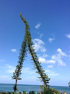 pine, sky, island, tree, new caledonia, poe, plant, cloud - sky, tranquility, growth, beauty in nature, nature, tranquil scene, blue, day, no people, water, scenics - nature, outdoors, land, sunlight, green color, sea, 2K, CC0, public domain, royalty free