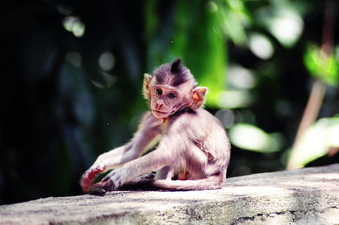 poc, poc profund, focalitzar la fotografia, pensatiu, bali, mico, primat, animals a la natura, fauna animal, a l'aire lliure, un animal, mamífer, vertebrats, assegut, centrar-se en primer pla, cap gent, dia, animal jove, mirant cap a fora, naturalesa, 1080P, CC0, domini públic, lliure de regalies