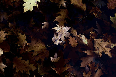 avvicinamento, foto, secco, acero, le foglie, verde, foglia, pianta, giorno, autunno, fragilità, fiore, nessuno, natura, bellezza nella natura, freschezza, all'aperto, testa di fiore, parte vegetale, modificare, crescita, vulnerabilità, foglia di acero, fotogramma intero, sfondi, albero, vista dall'alto, condizione naturale, 5K, CC0, dominio pubblico, privo di copyright