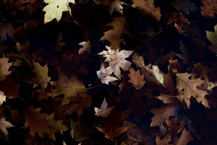 primer pla, foto, sec, maple, fulles, verd, full, planta, durant el dia, caure, tardor, fragilitat, flor, cap gent, naturalesa, bellesa a la natura, frescor, a l'aire lliure, dia, cap de flor, part de la planta, canvi, creixement, vulnerabilitat, fulla d'auró, marc complet, fons, arbre, vista d’angle alt, condició natural, 5K
