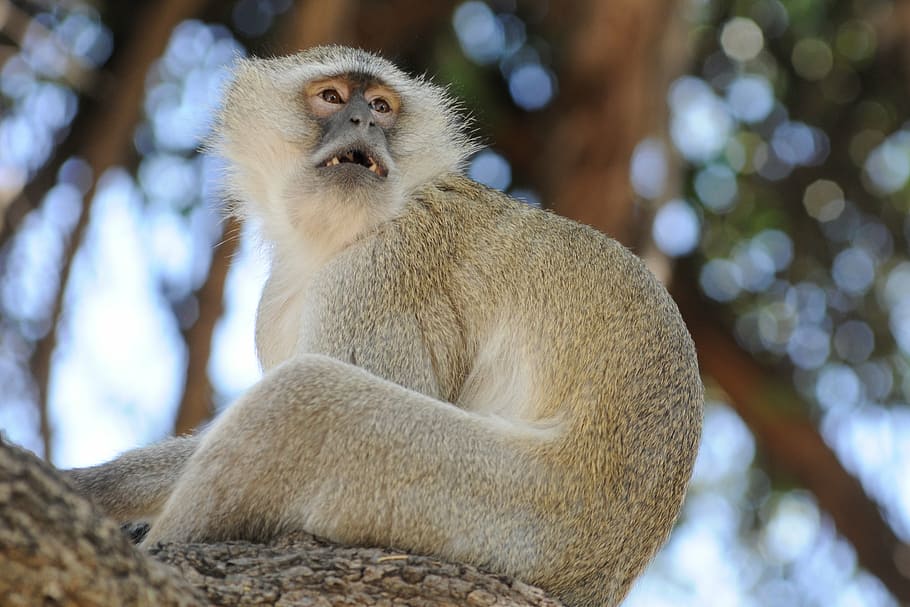 Botswana, abe, nysgerrighed, gamle verden abe, dyreliv, primat, pattedyr, dyr i naturen, træ, fokus på forgrunden, et dyr, sidder, lav vinkel visning, hvirveldyr, leder, ingen mennesker, plante, dag, natur, hår, bavian, 2K