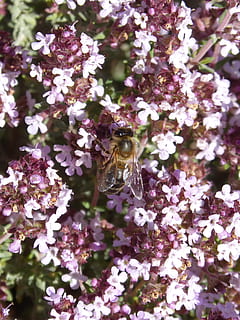 bee, libar, thyme, thyme honey, pollen, flowering plant, flower, one animal, animal themes, animals in the wild, animal, animal wildlife, invertebrate, fragility, plant, beauty in nature, vulnerability, freshness, insect, nature, growth, flower head, close-up, day, petal, no people, pollination, outdoors, purple, 2K, CC0, public domain, royalty free