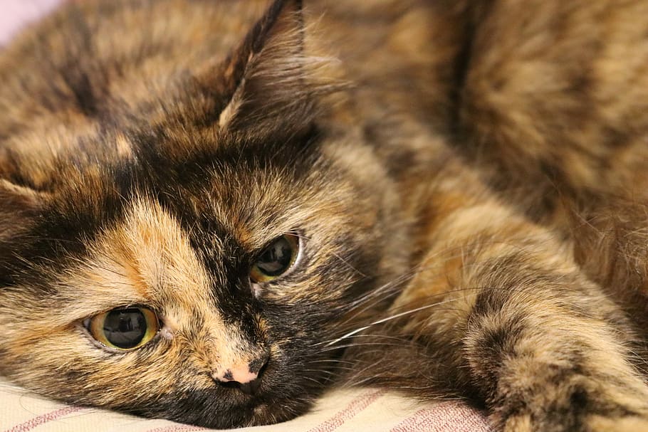 gatto, dire bugie, stoffa, animali domestici, vista, animale domestico, occhi, casa, bestie, carina, muso di gatto, animali, visualizzazioni, pelliccia, accigliato, gatto di casa, uno, bugie, gatto birichino, grugno, gatto in cerca, felino, mammifero, temi animali, gatto domestico, animale, domestico, un animale, rilassamento, avvicinamento, nessuno, baffo, ritratto, sdraiarsi, vertebrato, giovane animale, concentrarsi sulle conoscenze acquisite, capelli, soriano, 5K