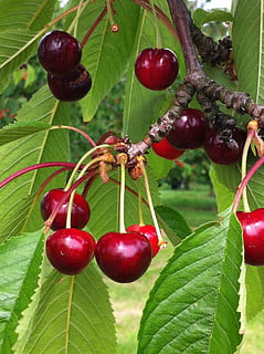 Cerise, arbre, printemps, Hollande, depuis, fruit, alimentation saine, Nourriture et boisson, aliments, feuille, partie de la plante, fraîcheur, plante, couleur verte, fermer, rouge, croissance, bien-être, mûr, la nature, fruits des baies, personne, se concentrer sur le premier plan, en plein air, cerisier, 2K, CC0, domaine public, libre de droits