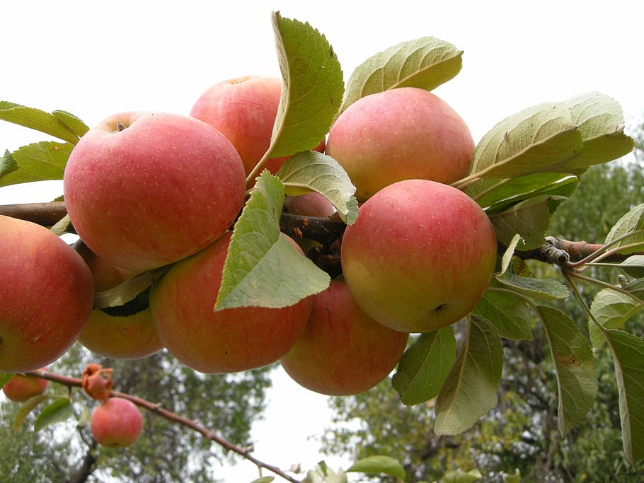 Mela, bella, bellissimo, cibo e bevande, frutta, foglia, cibo, freschezza, mangiare sano, albero, pianta, parte vegetale, benessere, crescita, avvicinamento, giorno, natura, nessuno, rosso, ramo, concentrarsi sulle conoscenze acquisite, Inquadratura dal basso, maturo, all'aperto, sorbe, 4K