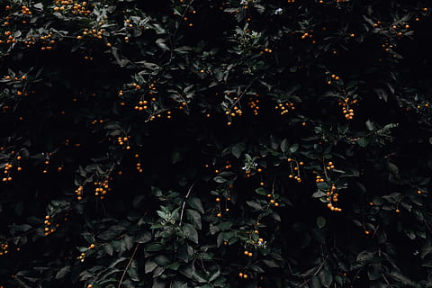 Foto, Orange, Obstpflanze, Früchte, Bäume, Baum, Laub, Beeren, Wald, keine Leute, Pflanze, Natur, Pflanzenteil, Nacht-, Wachstum, Blatt, draußen, Vollbild, Schönheit in der Natur, Hintergründe, Lebensmittel, orange Farbe, Obst, Essen und Trinken, Frische, Land, Ast, 5K, CC0, gemeinfrei, lizenzfrei