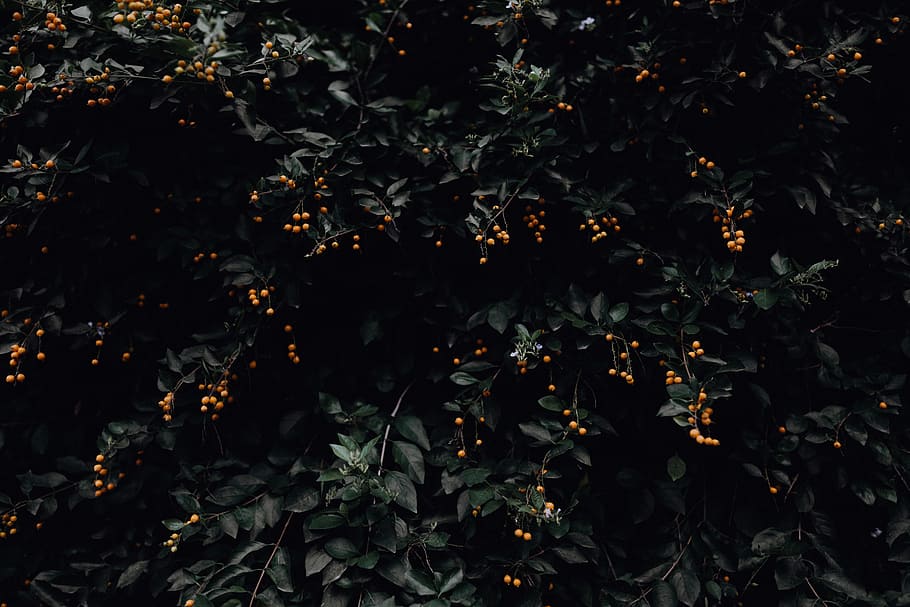 Foto, Orange, Obstpflanze, Früchte, Bäume, Baum, Laub, Beeren, Wald, keine Leute, Pflanze, Natur, Pflanzenteil, Nacht-, Wachstum, Blatt, draußen, Vollbild, Schönheit in der Natur, Hintergründe, Lebensmittel, orange Farbe, Obst, Essen und Trinken, Frische, Land, Ast, 5K
