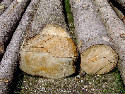 abbattuto, tronchi d'albero, lavoro, foresta, tronchi d'albero abbattuti, albero, abbaiare, corteccia di albero, sezione, ceppo, struttura, natura, foto di legno, tribù, legna, tronco d'albero, legname, nessuno, la deforestazione, tronco, legno - materiale, industria del legname, legna da ardere, strutturato, avvicinamento, giorno, combustibile fossile, pianta, combustibile e produzione di energia, problemi ambientali, all'aperto, anello degli alberi, 2K, CC0, dominio pubblico, privo di copyright