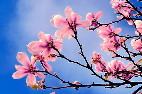 fotografie cu unghi mic, cireașă, blossoms tree, primăvară, copac, ramură, ramuri, sezon, natură, fundal, albastru, cer, floare, flori, culoarea roz, planta cu flori, frumusețe în natură, plantă, fragilitate, prospeţime, vulnerabilitate, inflori, petală, creştere, inflorescenţă, cap de floare, a închide, nici o persoana, floare de cires, în aer liber, polen, cires, floare de prune, 1080P, CC0, domeniu public, fără drepturi de autor