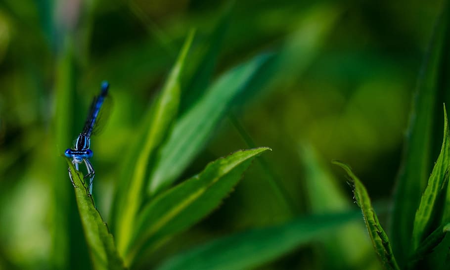 libellula, blu, insetto, Ali, animale, natura, macro, bug, verde, pianta, colore verde, crescita, avvicinamento, parte vegetale, foglia, bellezza nella natura, nessuno, giorno, fauna selvatica, messa a fuoco selettiva, all'aperto, animali allo stato selvatico, cibo e bevande, invertebrato, un animale, concentrarsi sulle conoscenze acquisite, temi animali, 1080P