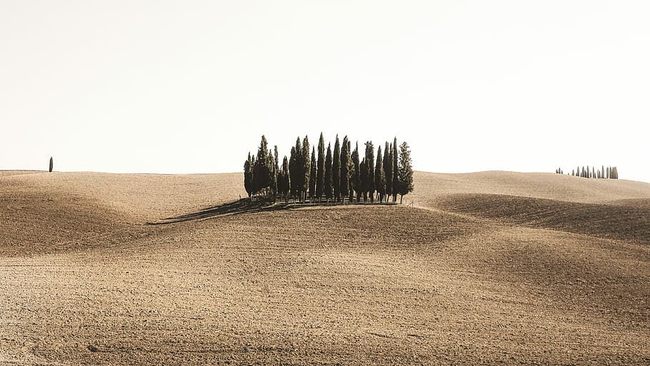 pins, envoltat, marró, camp, verd, arbres, sorra, arbre, sòl, rural, desolació, simmetria, minimalisme, mínim, menys, menys és més, vsco, 27 mm, xt10, fujifilm, fuji, viatjar, terra, cel, paisatge, planta, naturalesa, tranquil·litat, dia, medi ambient, escena tranquil·la, escenics - natura, agricultura, bellesa a la natura, a l'aire lliure, cap gent, creixement, cel clar, escena no urbana, 4K