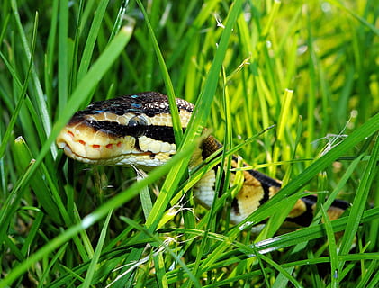 nero, Marrone, serpente, verde, erba, pitone palla, giardino, camuffare, foraggiamento, python regius, bellezza, d'oro, un animale, colore verde, fauna selvatica, animali allo stato selvatico, rettile, temi animali, natura, giorno, nessuno, pianta, animale, crescita, avvicinamento, terra, campo, vertebrato, acqua, filo d'erba, all'aperto, velenoso, 1080P, CC0, dominio pubblico, privo di copyright