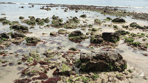 Felsen, Riff, Costa, Strand, Drachen, großer Fluss des Nordens, Sol, litoral, Sommer-, Ozean, Wasser, beschädigen, Tourismus, Reise, Seehorizont, Ferien, Küste, Meer, Rock, Land, Rock - Objekt, solide, Schönheit in der Natur, Szenen - Natur, Natur, keine Leute, Pflanze, Ruhe, Tag, ruhige Szene, draußen, Nicht-städtische Szene, Bewegung, High Angle View, 4K, CC0, gemeinfrei, lizenzfrei