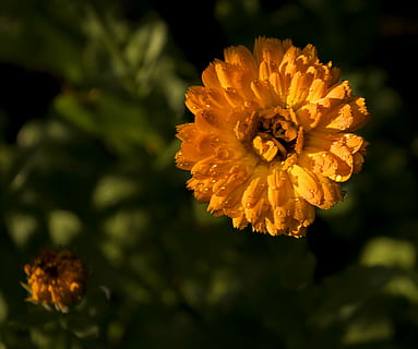 calendola, natura, arancia, primavera, petali, fiore, pianta fiorita, freschezza, petalo, pianta, fragilità, bellezza nella natura, vulnerabilità, avvicinamento, testa di fiore, crescita, infiorescenza, concentrarsi sulle conoscenze acquisite, giallo, nessuno, all'aperto, luce del sole, calendula, colore arancione, polline, 4K, CC0, dominio pubblico, privo di copyright