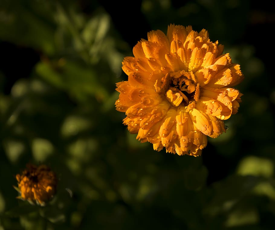 calendola, natura, arancia, primavera, petali, fiore, pianta fiorita, freschezza, petalo, pianta, fragilità, bellezza nella natura, vulnerabilità, avvicinamento, testa di fiore, crescita, infiorescenza, concentrarsi sulle conoscenze acquisite, giallo, nessuno, all'aperto, luce del sole, calendula, colore arancione, polline, 4K