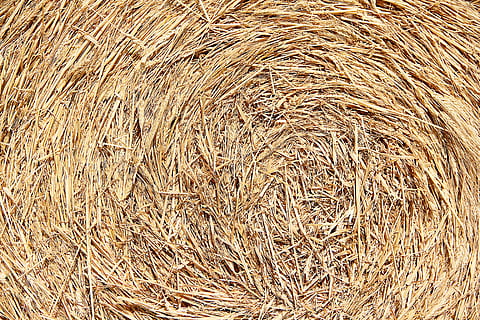 foto de primer pla, bala de fenc, textura, palla, fons, fenc, material natural, cereals, bales de palla, rural, collita, agricultura, marc complet, planta de cereals, camp, cap gent, vista d’angle alt, planta, dia, naturalesa, terra, a l'aire lliure, marró, primer pla, tranquil·litat, sec, granja, llum solar, bala, 5K, CC0, domini públic, lliure de regalies