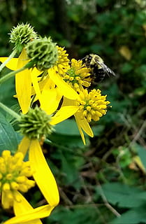 bumblebee, สีเหลือง, ดอกไม้, ผึ้ง, ไม้ดอก, ปลูก, ความบอบบาง, ความอ่อนแอ, กลีบดอกไม้, ความสด, หัวดอกไม้, การเจริญเติบโต, ความงามในธรรมชาติ, ช่อดอก, ใกล้ชิด, ธรรมชาติ, ธีมสัตว์, สัตว์ในป่า, สัตว์ที่ไม่มีกระดูกสันหลัง, มุ่งเน้นไปที่เบื้องหน้า, สัตว์, สัตว์ป่า, ไม่มีคน, การผสมเกสรดอกไม้, กลางแจ้ง, เรณู, 2K, CC0, โดเมนสาธารณะ, ค่าลิขสิทธิ์ฟรี