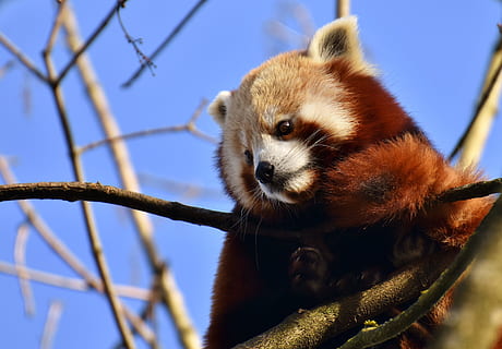 rød, panda, træ, dagtimerne, nærbillede foto, rød panda, bjørn kat, brandrev, ailurus fulgens, rovdyr, pattedyr, Himalaya, sydvestlige Kina, Kina, guldhund, Zoo, Hellabrunn, tierpark hellabrunn, München, et dyr, dyre temaer, dyr, dyreliv, afdeling, panda - dyr, dyr i naturen, ingen mennesker, fokus på forgrunden, plante, natur, himmel, tæt på, dag, leder, lav vinkel visning, hvirveldyr, udendørs, bakkenbart, dyr hoved, bambus - plante, 4K, CC0, offentligt domæne, royaltyfrie