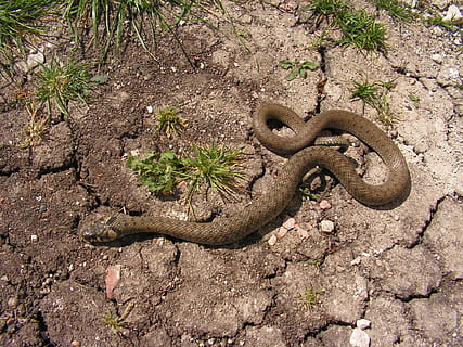 serp, natrix, rèptil, temes d'animals, cap gent, planta, naturalesa, vista d’angle alt, animal, fauna animal, dia, animals a la natura, terra, arbre, vertebrats, un animal, brutícia, creixement, camp, a l'aire lliure, medi ambient, clima àrid, 1080P, CC0, domini públic, lliure de regalies