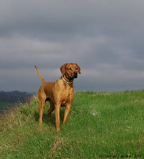 Pes, ridgeback, rhodesian, domácí mazlíčci, jednoho zvířete, tráva, domácí zvířata, zvířat, psí, zvíře, domácí, savec, obratlovců, pole, rostlina, mrak - nebe, přistát, nebe, Příroda, nikdo, den, stojící, 2K, CC0, veřejná doména, bez autorských práv