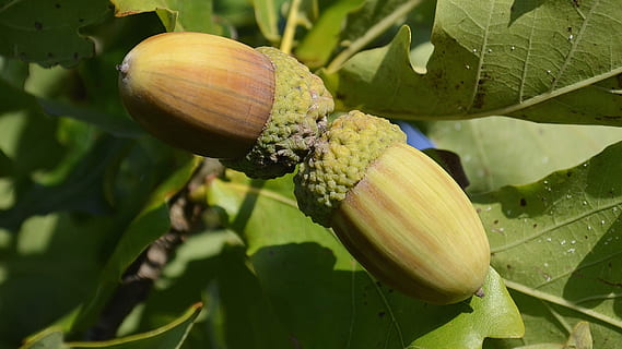 arbres, roure, tardor, part de la planta, full, menjar i beguda, creixement, menjar, planta, primer pla, cap gent, color verd, frescor, fruita, naturalesa, centrar-se en primer pla, dia, arbre, alimentació saludable, bellesa a la natura, a l'aire lliure, nou - aliments, nou, 2K, CC0, domini públic, lliure de regalies